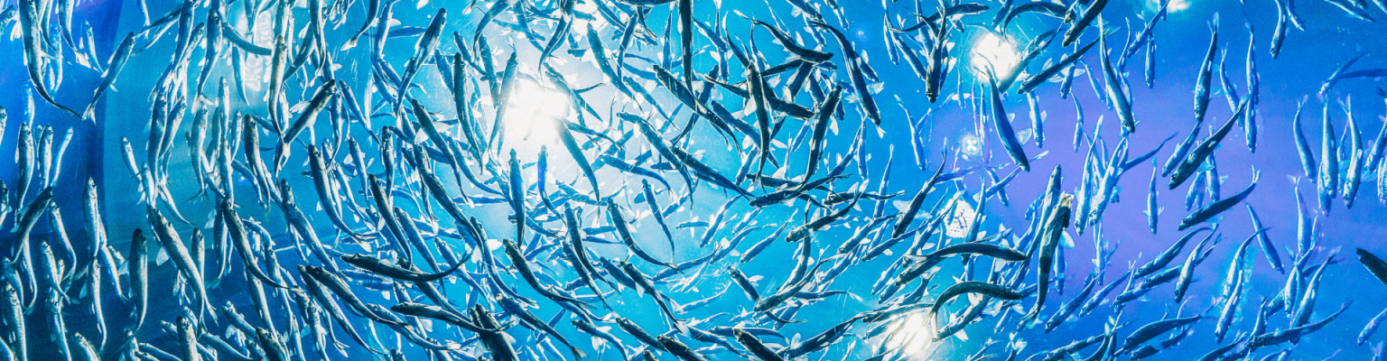 Ферментные препараты для биомодификации белковых систем нетрадиционного сырья рыбной промышленности